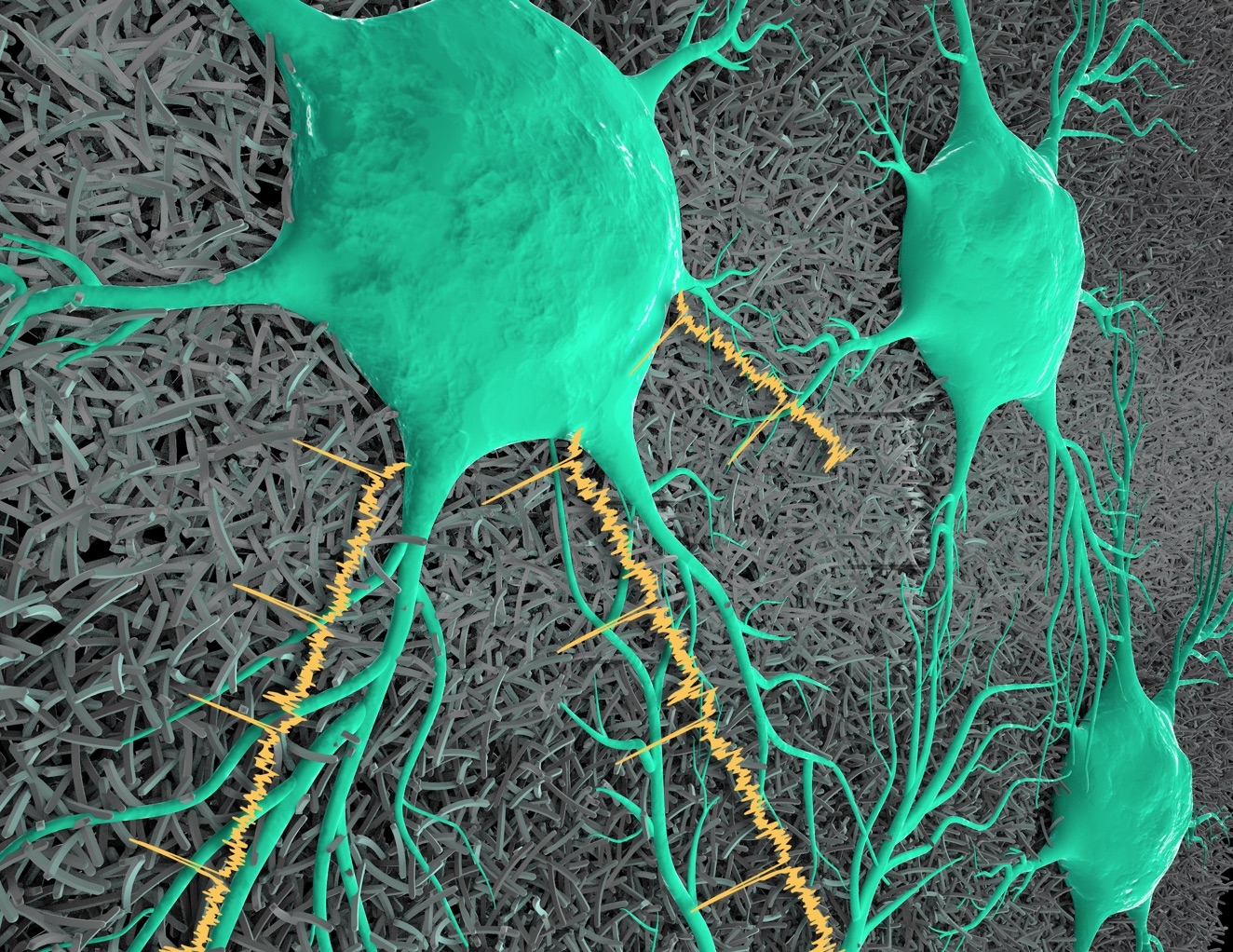 How Science is changing the view on the Brain.