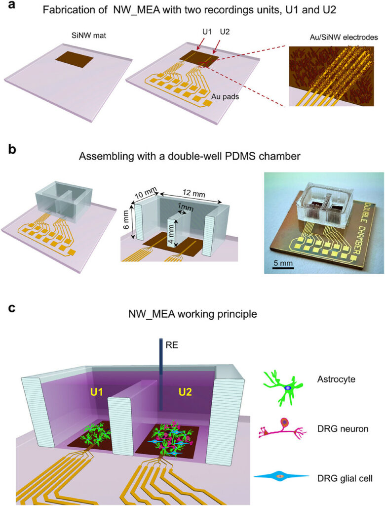 Fabrication of SiNWs_MEA to study the chronic pain cells.