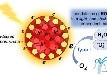 Exploiting the photoreactivity of unique organic core@shell nanoparticles for advanced biomedical applications